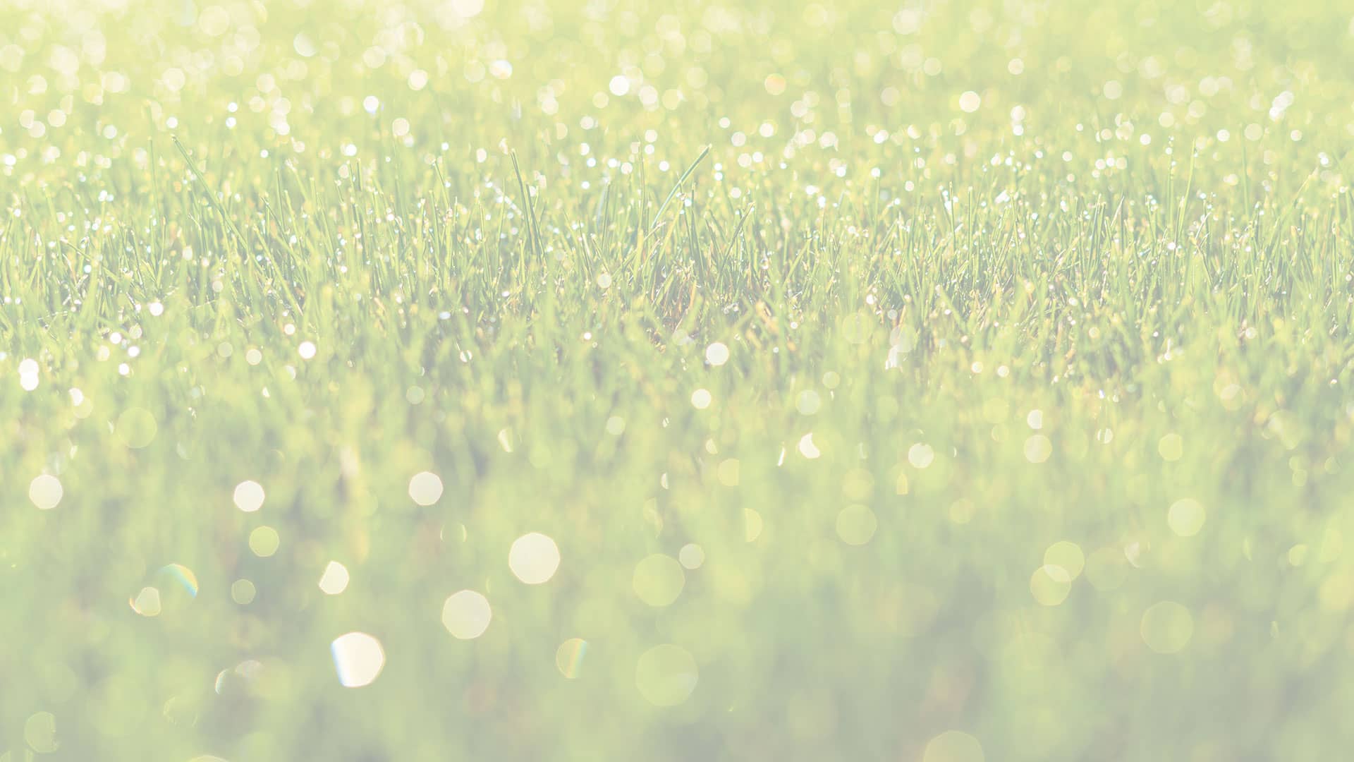 bg-lawn-light