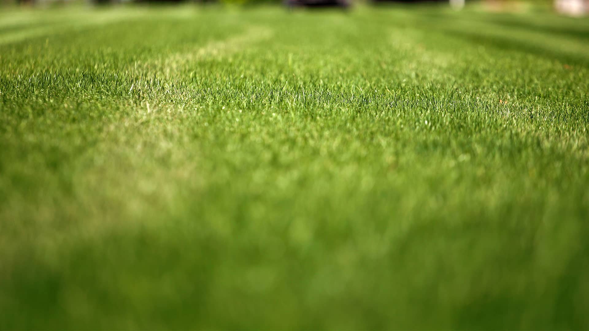 bloomington-lawn-services