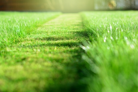 Finding the Perfect Grass Height: Essential Tips for Lawn Care