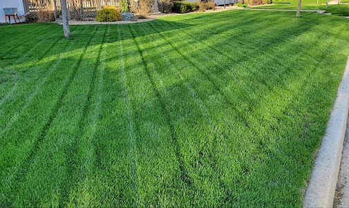 Overseeding Thin Lawns: Before-and-After Results For Central Illinois Homeowners