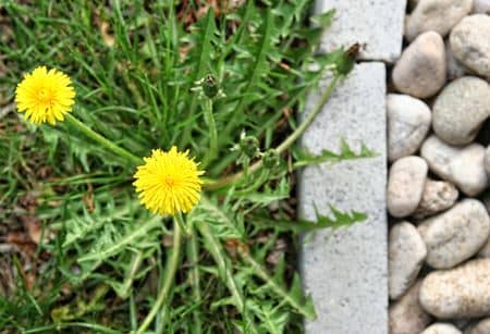 What Homeowners Should Know About Weed Control