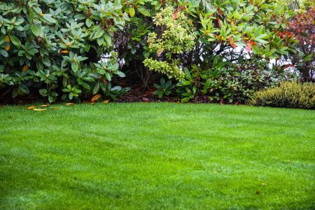 When Should You Fertilize Your Lawn for the Best Seasonal Results?